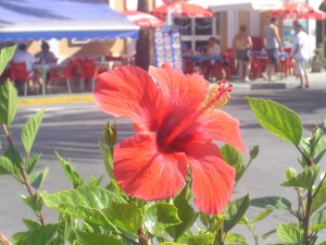 Flor en Fuengirola, finales de verano