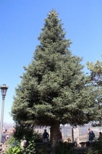 Pinsapo. Árbol típico de la Serranía de Ronda. Dedicaremos un post posterior a este curioso árbol.