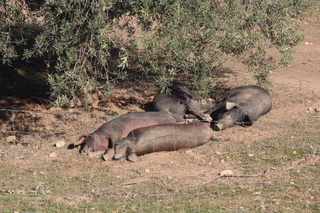 Cerdos ibéricos, de piel negra, bajo un olivo, en la finca de Sierra de Parapanda