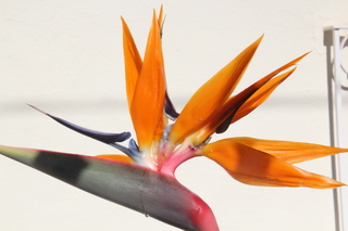 Flor del paraíso (Strelitzia reginae)