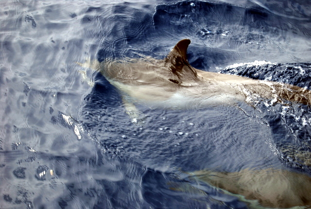 Un delfín muy cerca