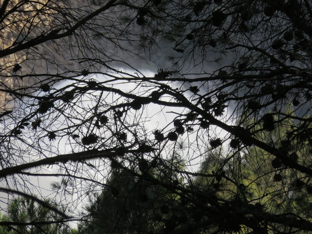 El Chorro entre los pinos carrasco