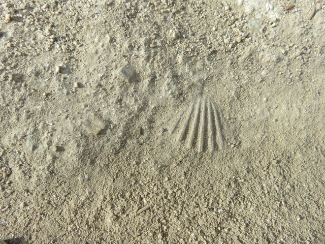 Concha fósil del Mioceno.