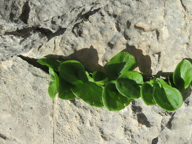 Una planta amante de las piedras (litófila). ¿Tal vez Umbilicus rupestris?)